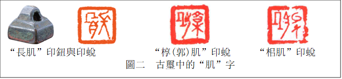  　　   　　　    　　　　　 
“長肌”印鈕與印蛻 　　　    “椁(郭)肌”印蛻　　 “?肌”印蛻
圖二  古璽中的“肌”字

